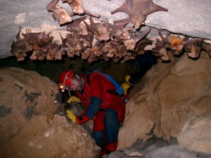 Negotiating bats; inside a cave in Meghalaya (Photo: George Baumler)