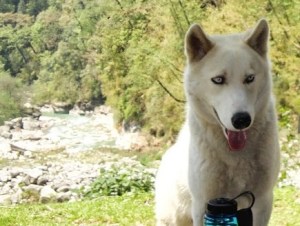 The white dog on the trail to Dwali (Photo: Rajeev G)