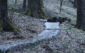 Kaalu, on the trail to Khati Khal (Photo: courtesy Reena Kaushal Dharmshaktu)