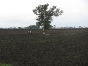 Landscape: fields of North Karnataka (Photo: Shyam G Menon)