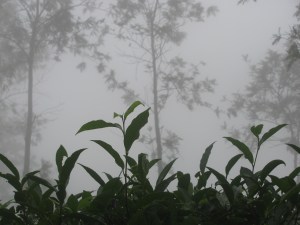 On Ponmudi (Photo: Shyam G Menon)