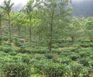 Tea gardens near Ponmudi (Photo: Shyam G Menon)