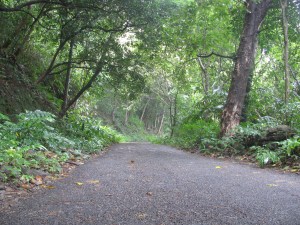 The road to Bonaccord (Photo: Shyam G Menon)