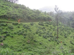 Tea bushes seen lost to weeds and undergrowth on the approach to Bonaccord (Photo: Shyam G Menon)