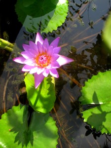 Morning at the farm (Photo: Shyam G Menon)