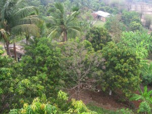 Vrindavan Farm (Photo: Shyam G Menon)