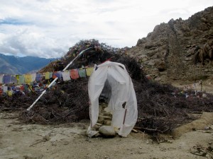 The pile of twigs (Photo: Shyam G Menon)
