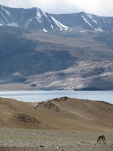 At bottom right corner - a lone kiang, Tso-mo-ri-ri in the backdrop (Photo: Shyam G Menon)